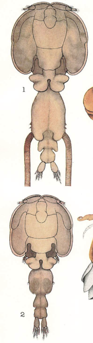 Elytrophora brachyptera