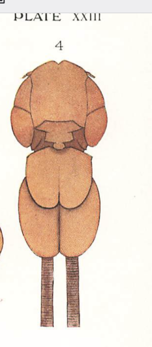 Luetkenia asterodermi