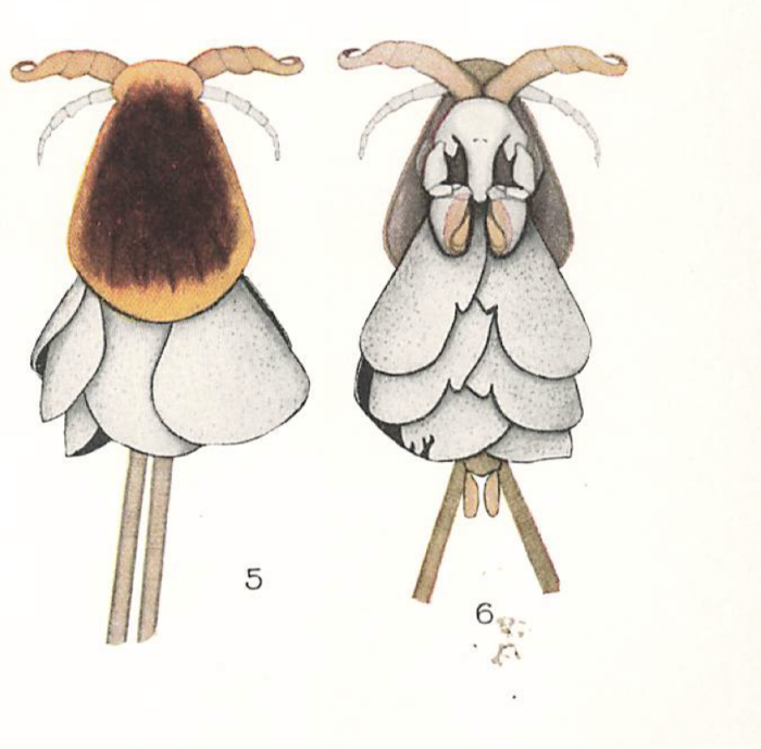 Anthosoma crassum