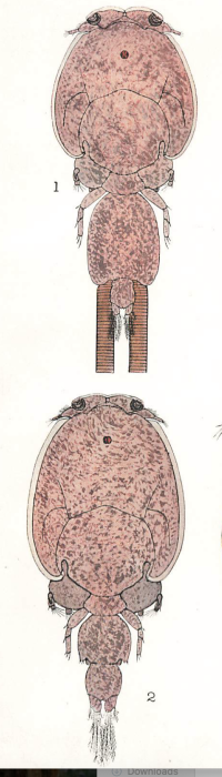 Caligus curtus