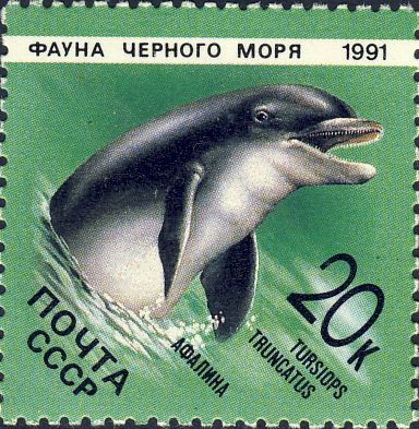 Tursiops truncatus Tursiops truncatus