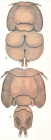 Philorthragoriscus serratus