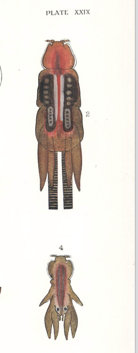 Lernanthropus kroyeri