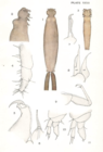 Hatschekia mulli