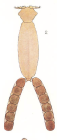 Hatschekia labracis
