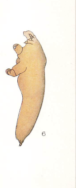 Lernaeopoda lampri