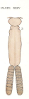 Hatschekia pygmaea