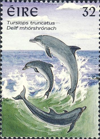 Tursiops truncatus Tursiops truncatus
