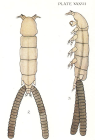 Eudactylina acanthii 