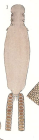 Congericola pallida