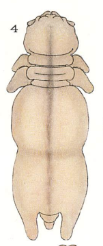 Chondracanthus depressus