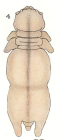 Chondracanthus depressus