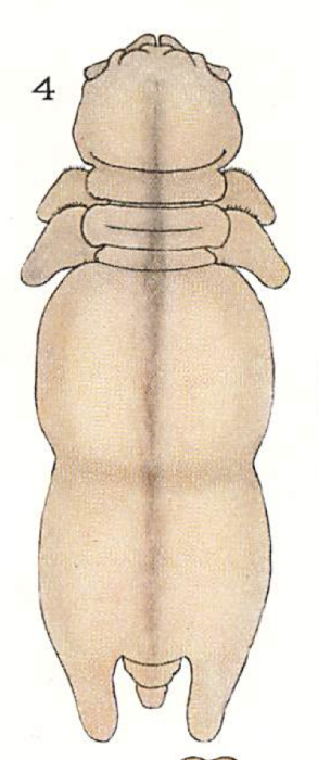 Chondracanthus depressus