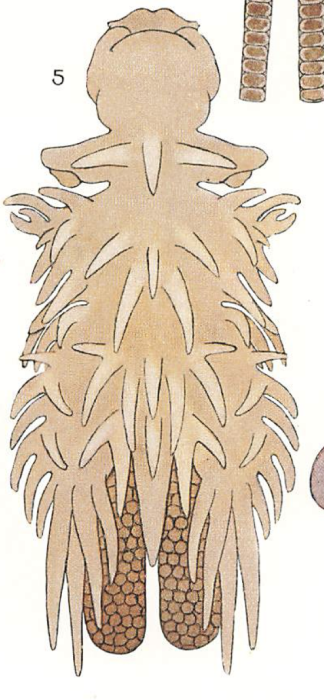 Chondracanthus zei