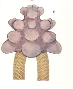Chondracanthus ornatus