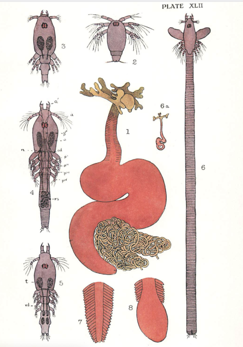 Lernaea brachialis