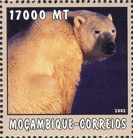 Ursus maritimus