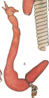 Lernaea lumpi