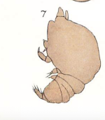 Chondracanthus ornatus
