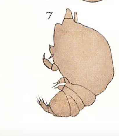 Chondracanthus ornatus