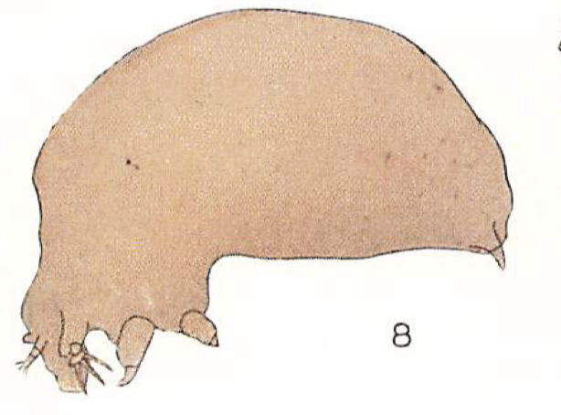 Brachiella rostrata