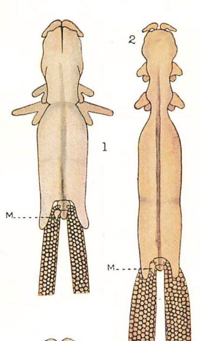 Chondracanthus cornutus