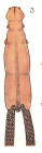 Chondracanthus annulatus