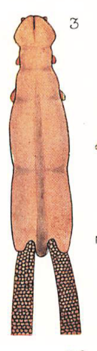 Chondracanthus annulatus