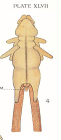 Chondracanthus soleae