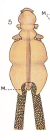 Chondracanthus flurae