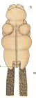 Chondracanthus limandae 