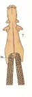 Chondracanthus clavatus