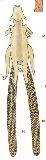 Chondracanthus merluccii