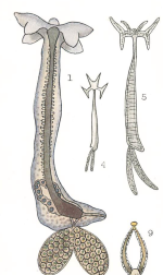 Lernaeocera cyprinacea