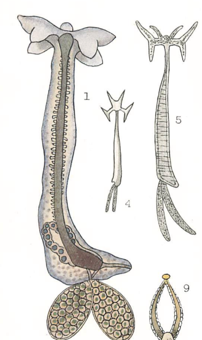 Lernaeocera cyprinacea