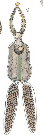 Brachiella bispinosa