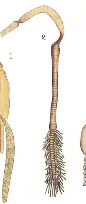 Pennella orthagorisci