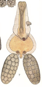 Brachiella lophii 