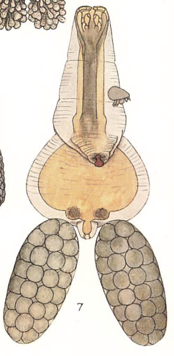 Brachiella lophii 