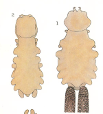 Chondracanthus nodosus