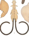 Chondracanthus lophii 
