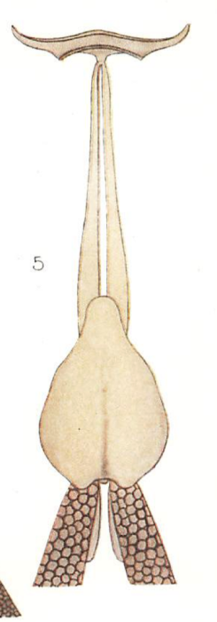 Charopinus dubius