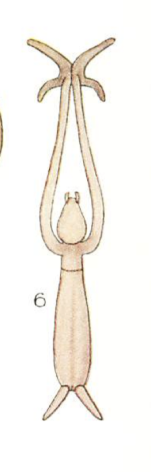 Charopinus ramosus