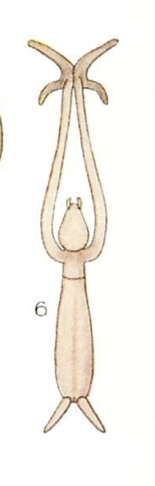 Charopinus ramosus