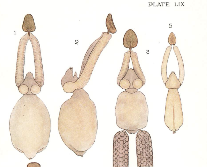 Lernaeopoda salmoneus