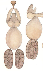 Achtheres percarum