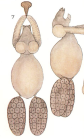 Achtheres percarum