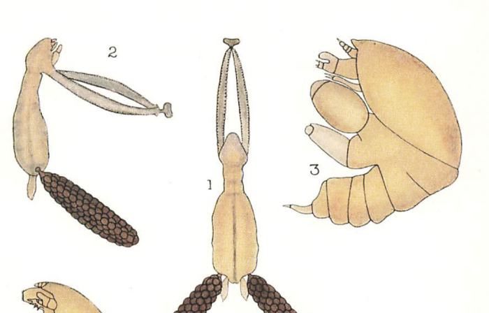 Lernaeopoda cluthae