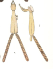 Lernaeopoda galei 