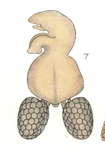 Brachiella ovalis